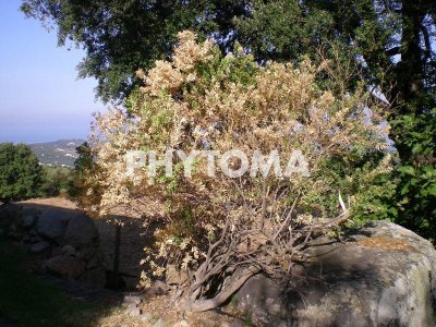 Xylella fastidiosa